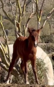 Young Moonfire recorded in February of 2026