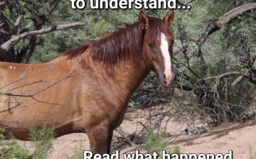 ⚠️How a Salt River Wild Horse Suddenly Dropped Dead