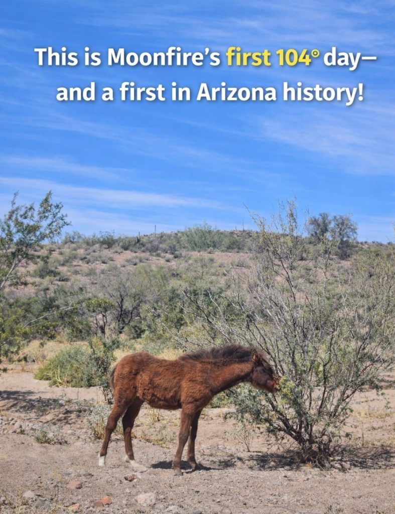 Photo of moonfire. Text: This is Moonfire's first 104 degree day - and a first in Arizona history!