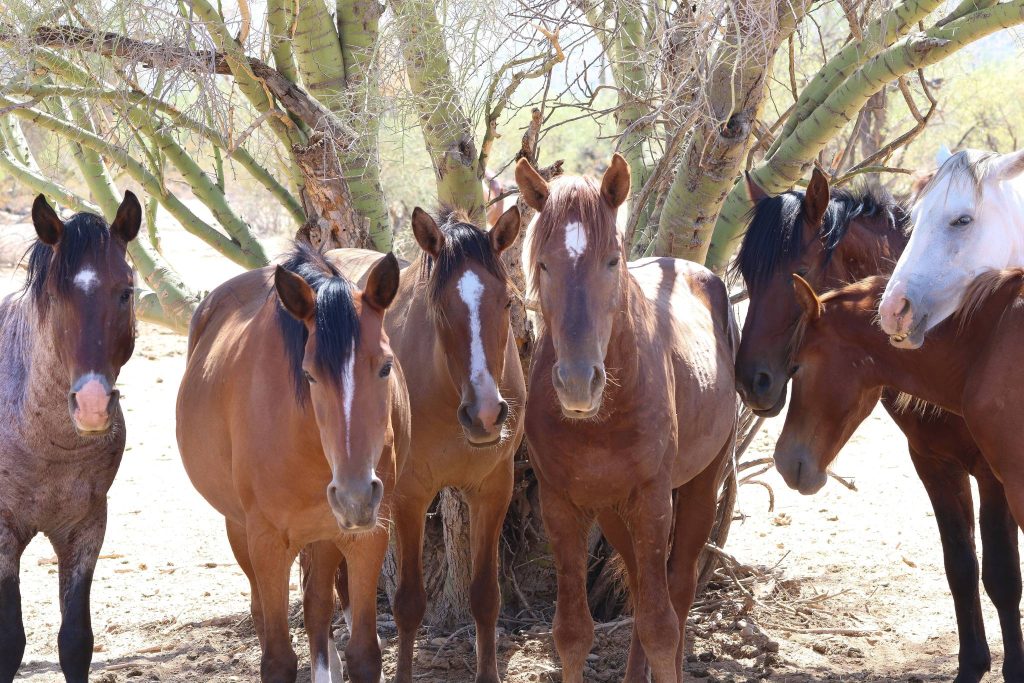 orion amongst other horses