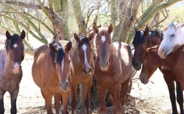 As the River Flows: Orion