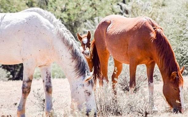 orion as a baby poking his head out from behind two adult horses