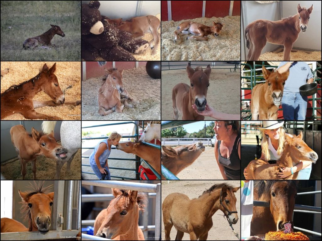 rosco 10th birthday collage