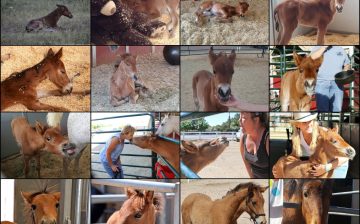 It is Rosco’s 10th Birthday today!!