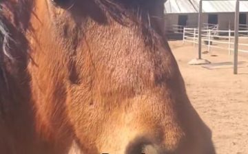 Happy 10th Birthday, Rosco