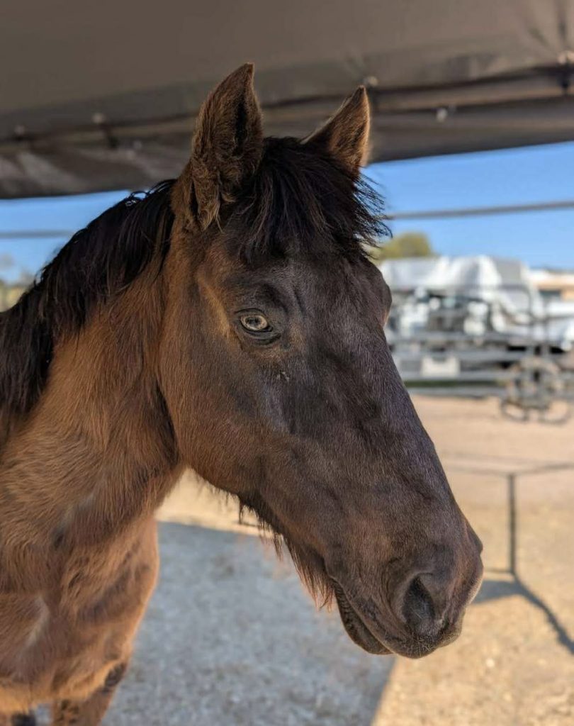 teddy bear, a newly rescued horse