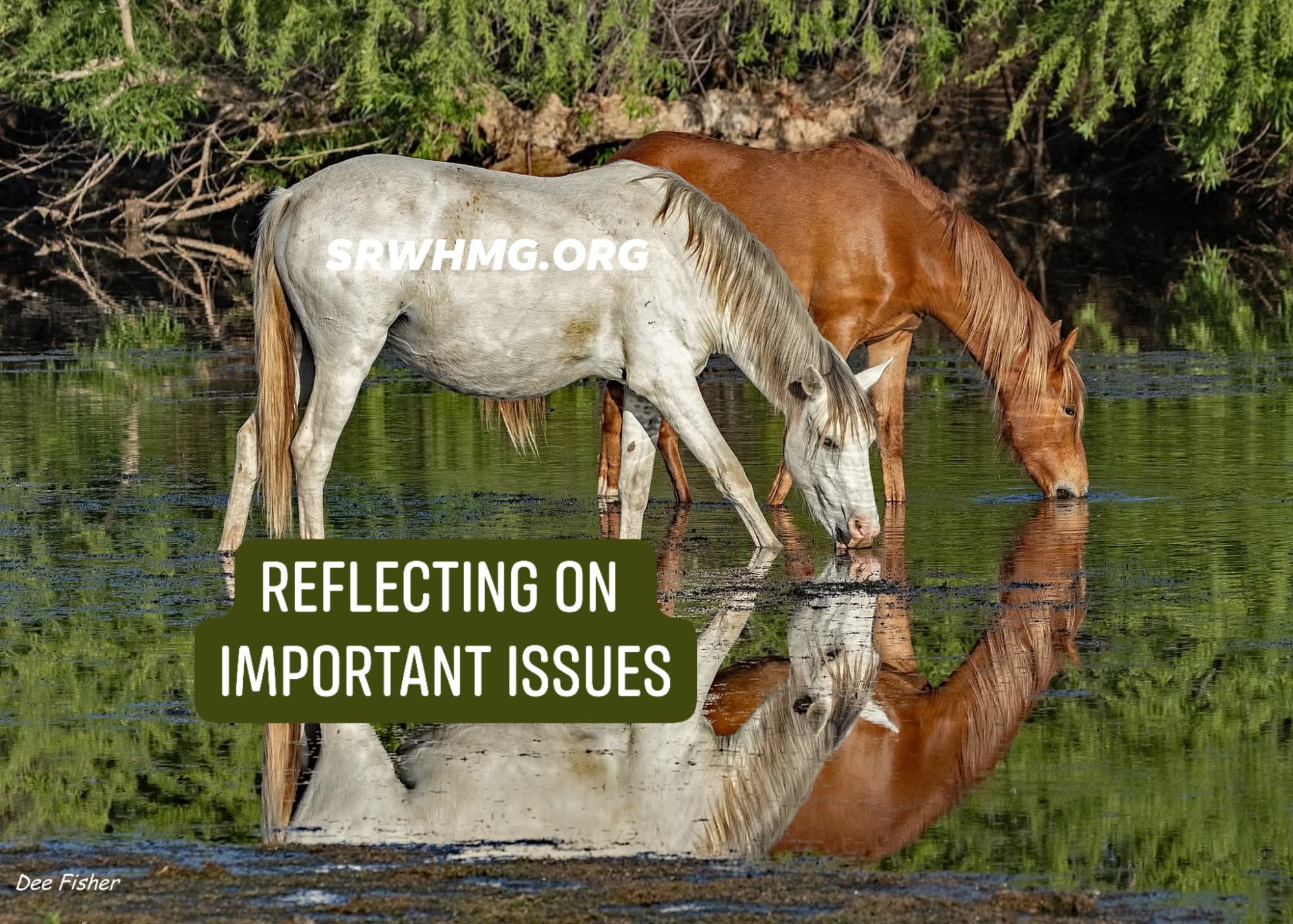 🧬 What is genetic diversity and why is it needed in a wild horse herd?