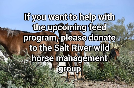 Please do not try to feed the wild horses!