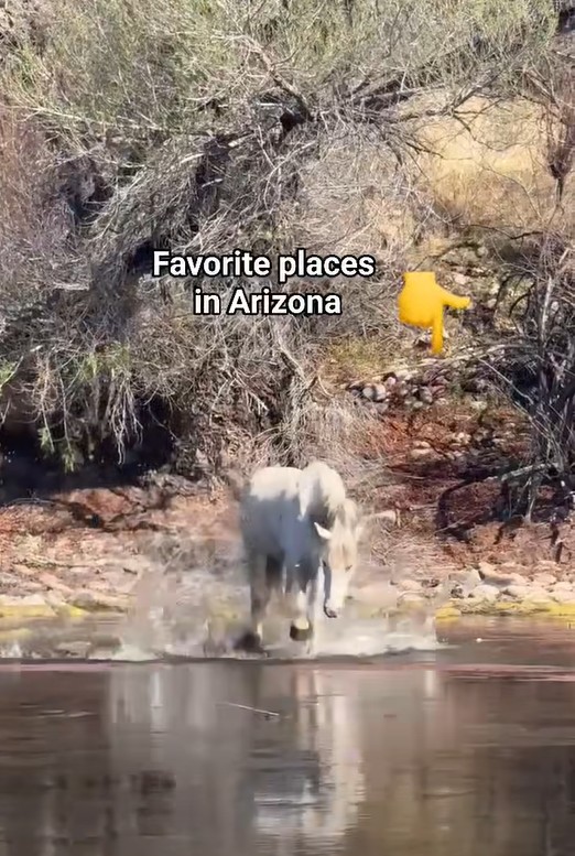 a horse kicking water. the text reads: favorite places in arizona