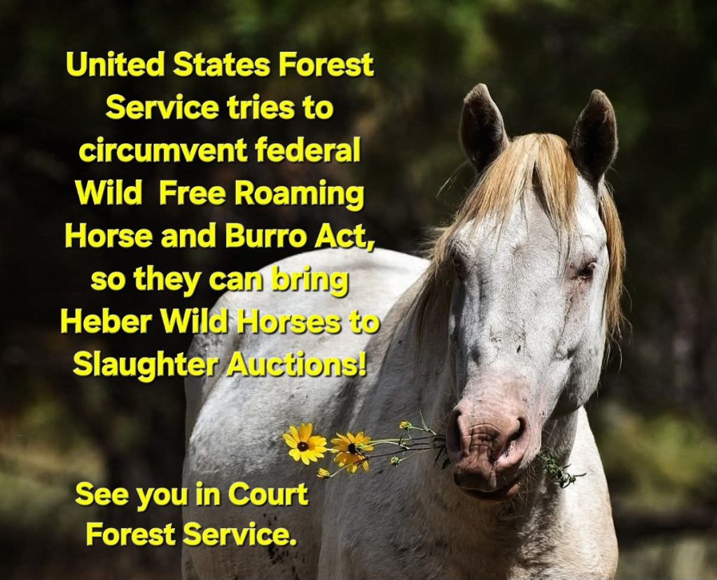 united states forest service tries to circumvent wild free roaming horse and burro act