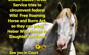 REALLY, Apache Sitgreaves Forest Service?! Relabeling the Heber wild horses as “stray livestock” ?!