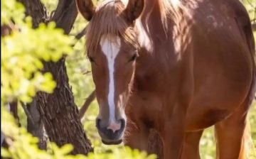 🐎 “I want you to know who I am.”
