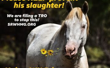 🚨 URGENT: HELP STOP THE ILLEGAL RELABELING AND REMOVAL OF THE HEBER WILD HORSES.