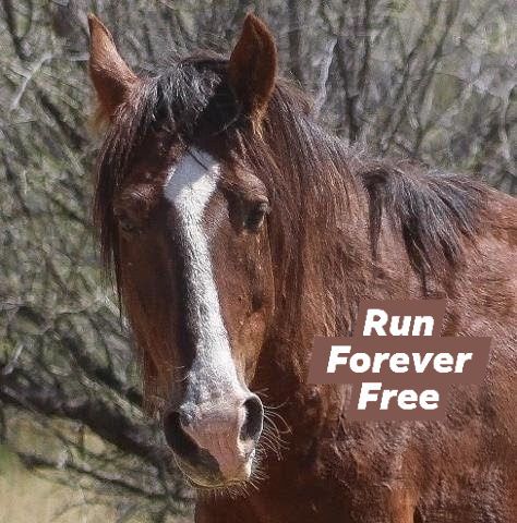 run forever free candlewick