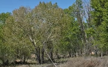 According to some, our new sanctuary has no trees