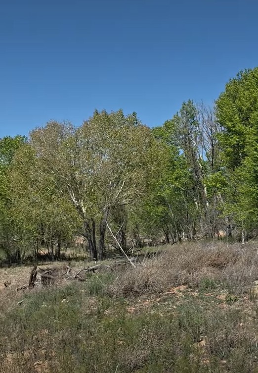tree-filled sanctuary in prescott arizona