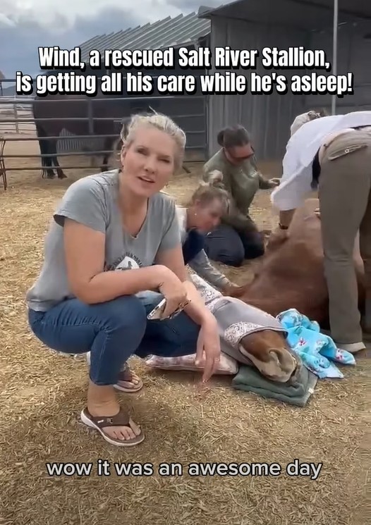 Wind, a rescued Salt River Stallion, is getting all his care while he's asleep!