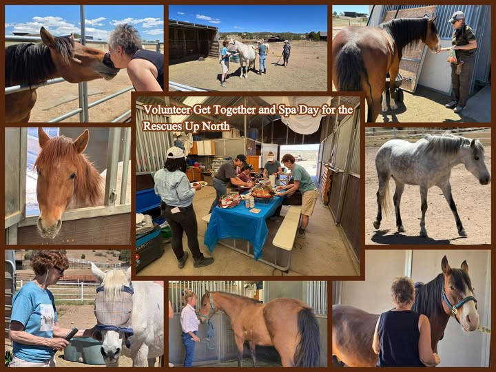 Volunteer Get Together and Spa Day for the Rescues Up North