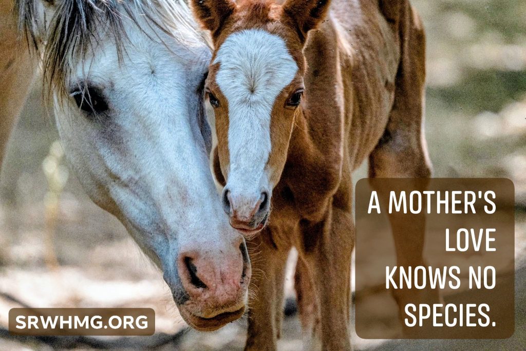 A Mother's Love Knows No Species.