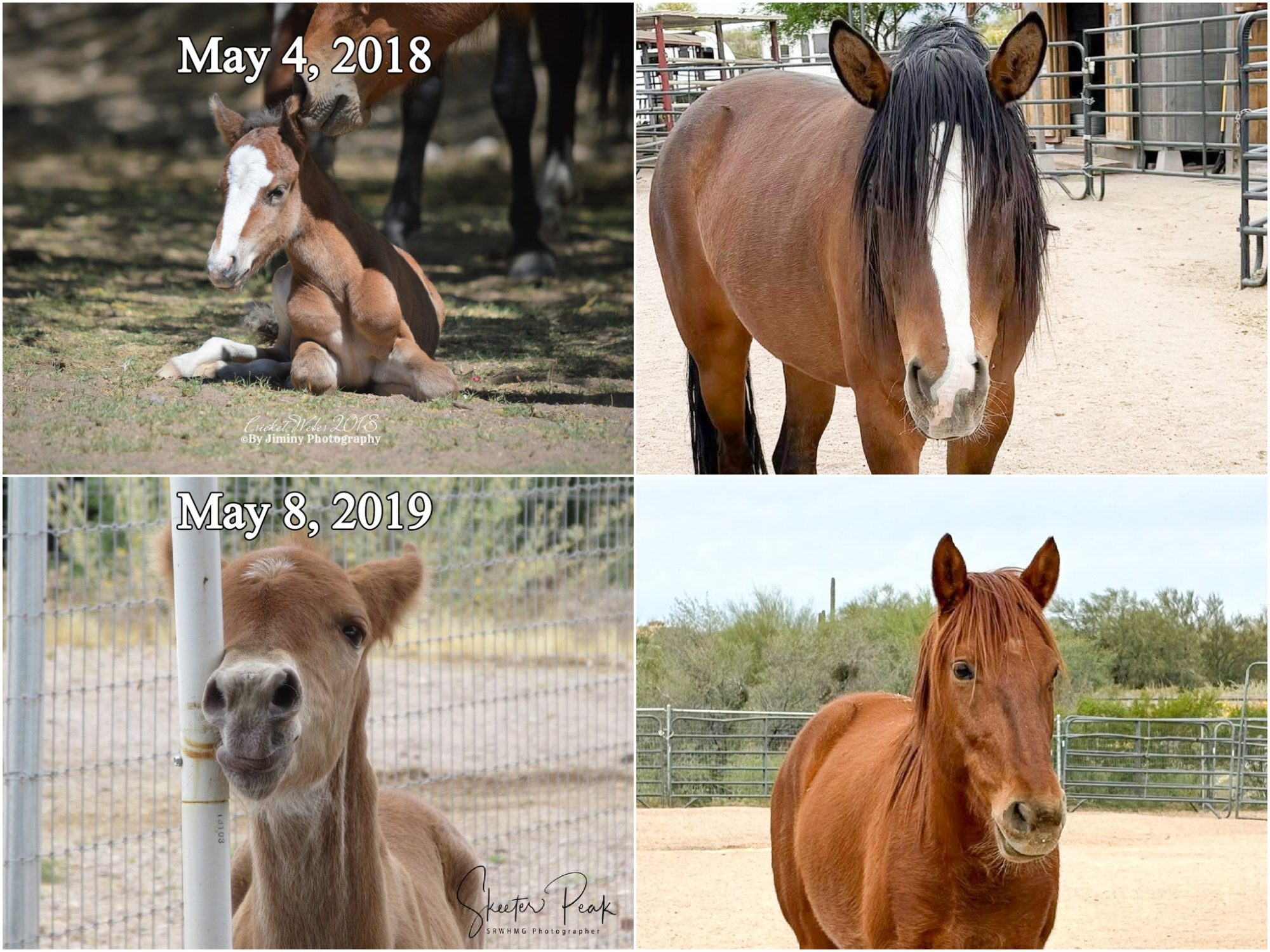 We’re celebrating not one, but TWO very special May rescue birthdays!