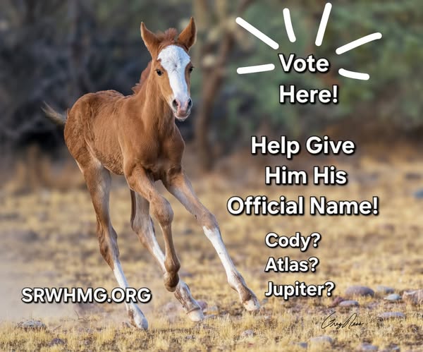 Vote Here! Help Give him his official name! Cody? Atlas? Jupiter?