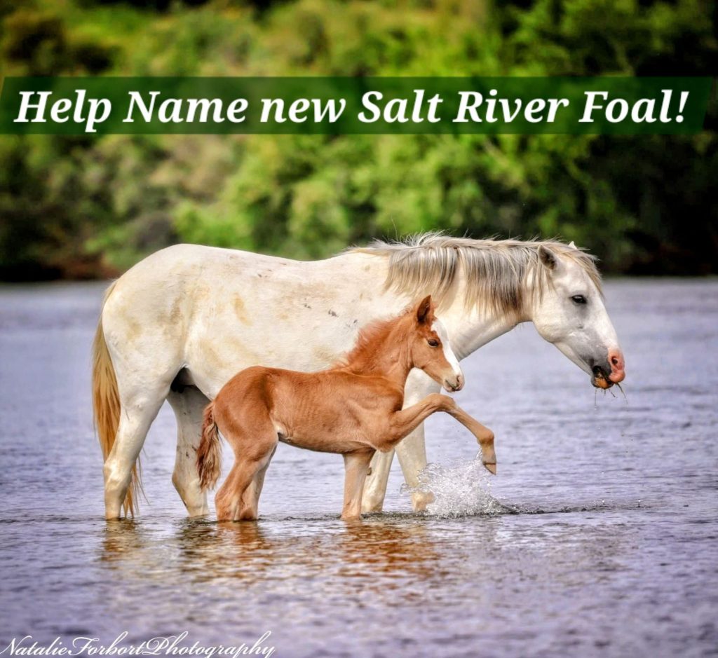 Help Name new Salt River Foal