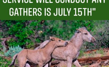 Breaking News: This National Horse Protection Day, here’s a little bit of good news: