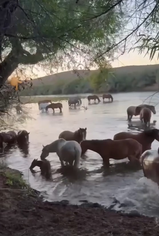 Herd of horses in the water with little Cody near the front