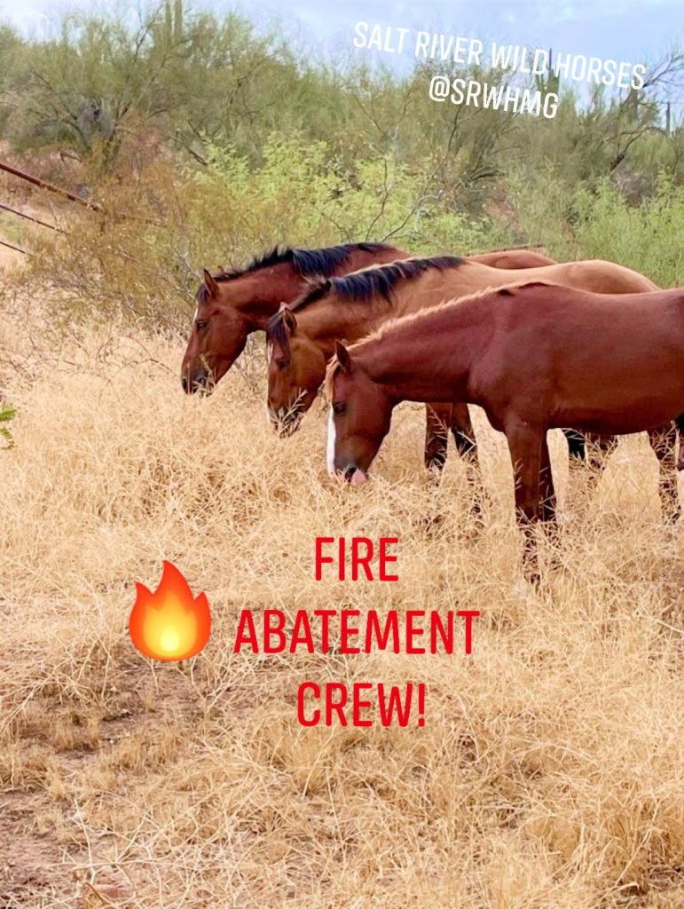 three horses eating dry grass