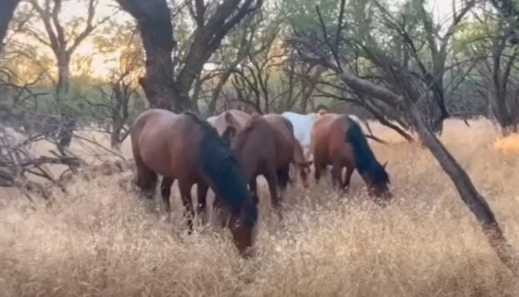 Horses eating grass