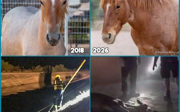Swept Toward Disaster, Saved by Courage: Iggy’s Story