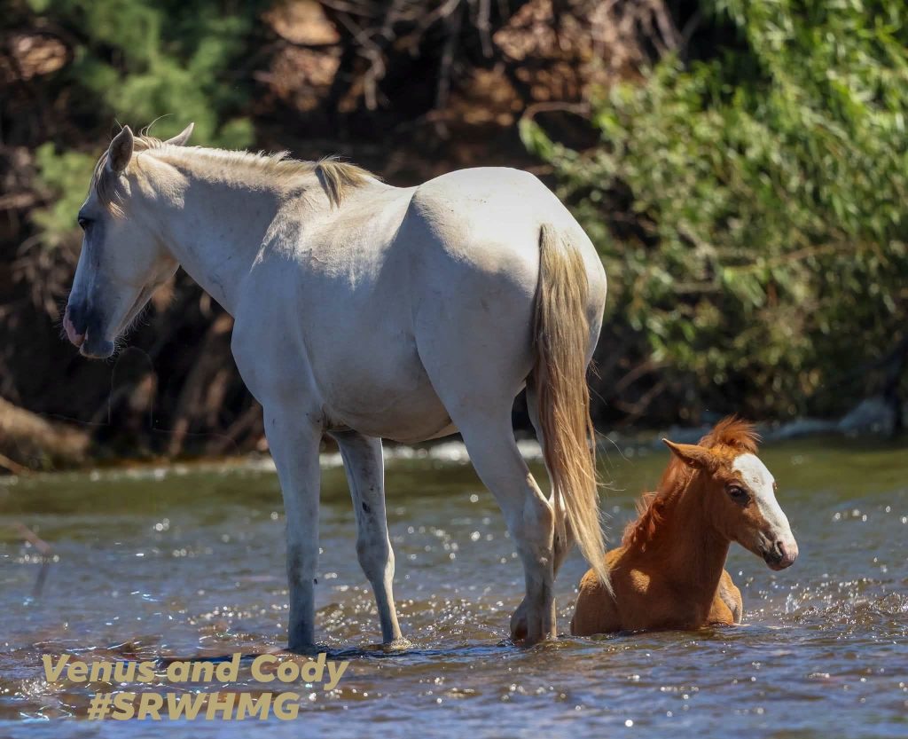 Venus and Cody in the river