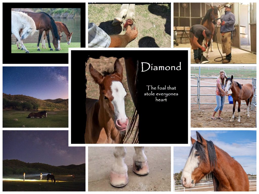 The Rescue of Diamond: The Colt Who Captured Arizona's Heart❤