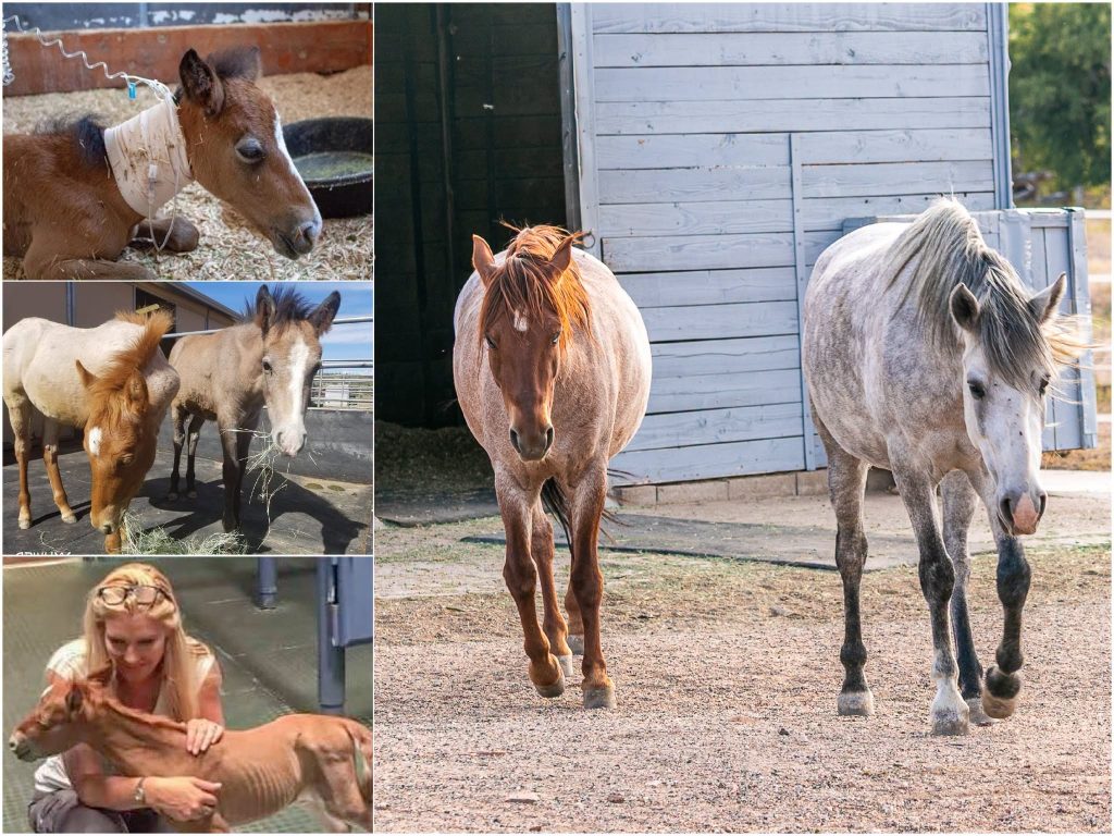Foal Mania