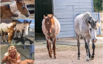 Foal Mania! Four Tiny Lives… Four Amazing Survivors. 🎉🐴