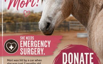 🚨 URGENT: OUR MORI NEEDS SURGERY TO SAVE HER LIFE. 💔🐴