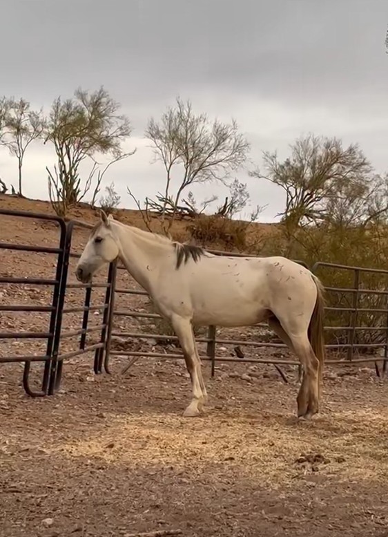 Quick update on Little Pearl!