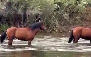 Great explanation of wild horse behavior.