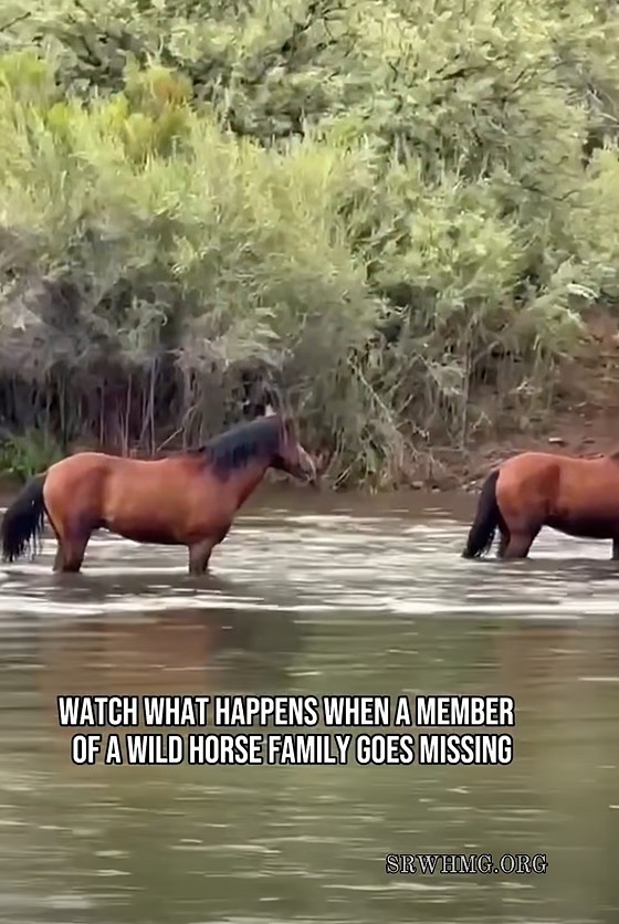 Great explanation of wild horse behavior.