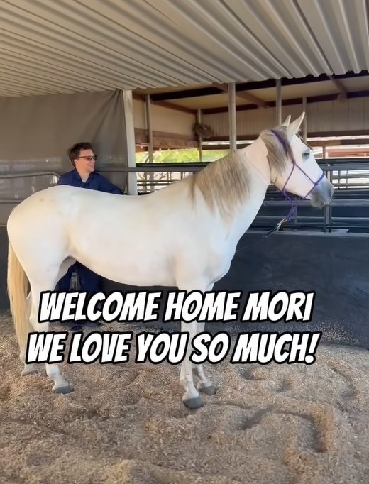 Nine years ago, Mori, a three month-old Salt River wild horse, was tragically hit by a vehicle. 💔 We rescued her and saved her life, and she has been thriving with us ever since!