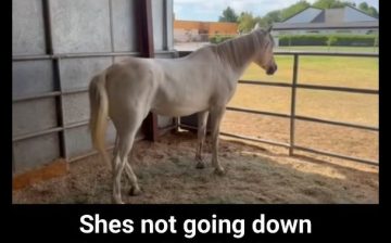 🎉 Mori is OUT OF SURGERY! ❤️🐴