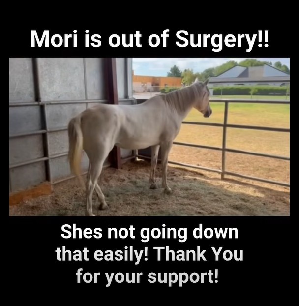 🎉 Mori is OUT OF SURGERY! ❤️🐴