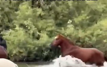 Great explanation of wild horse behavior. PART 2.