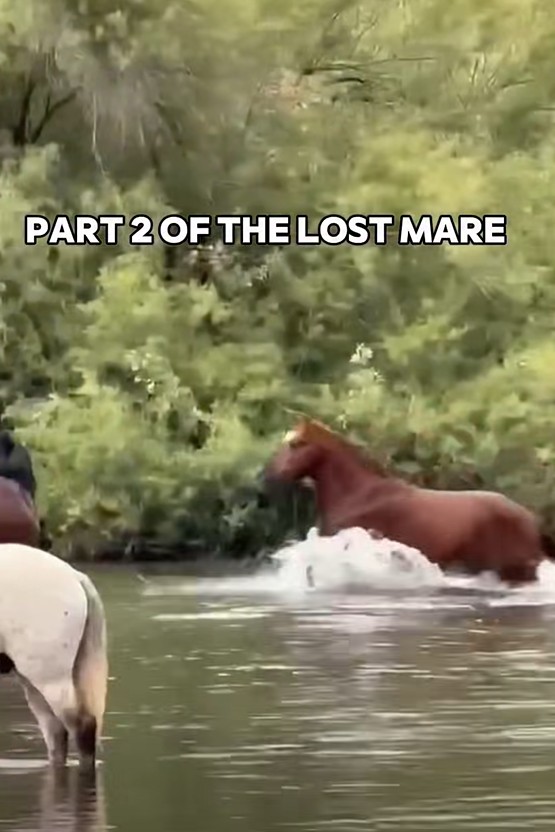 Great explanation of wild horse behavior. PART 2.