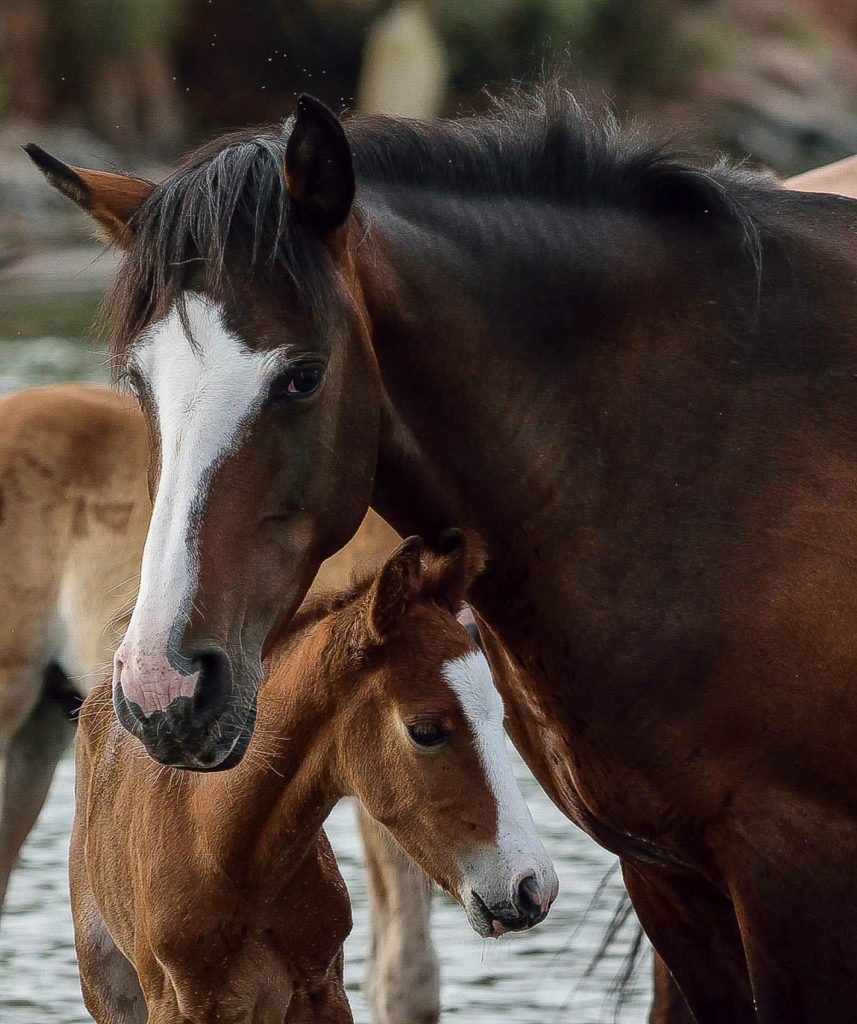 sapphire and foal