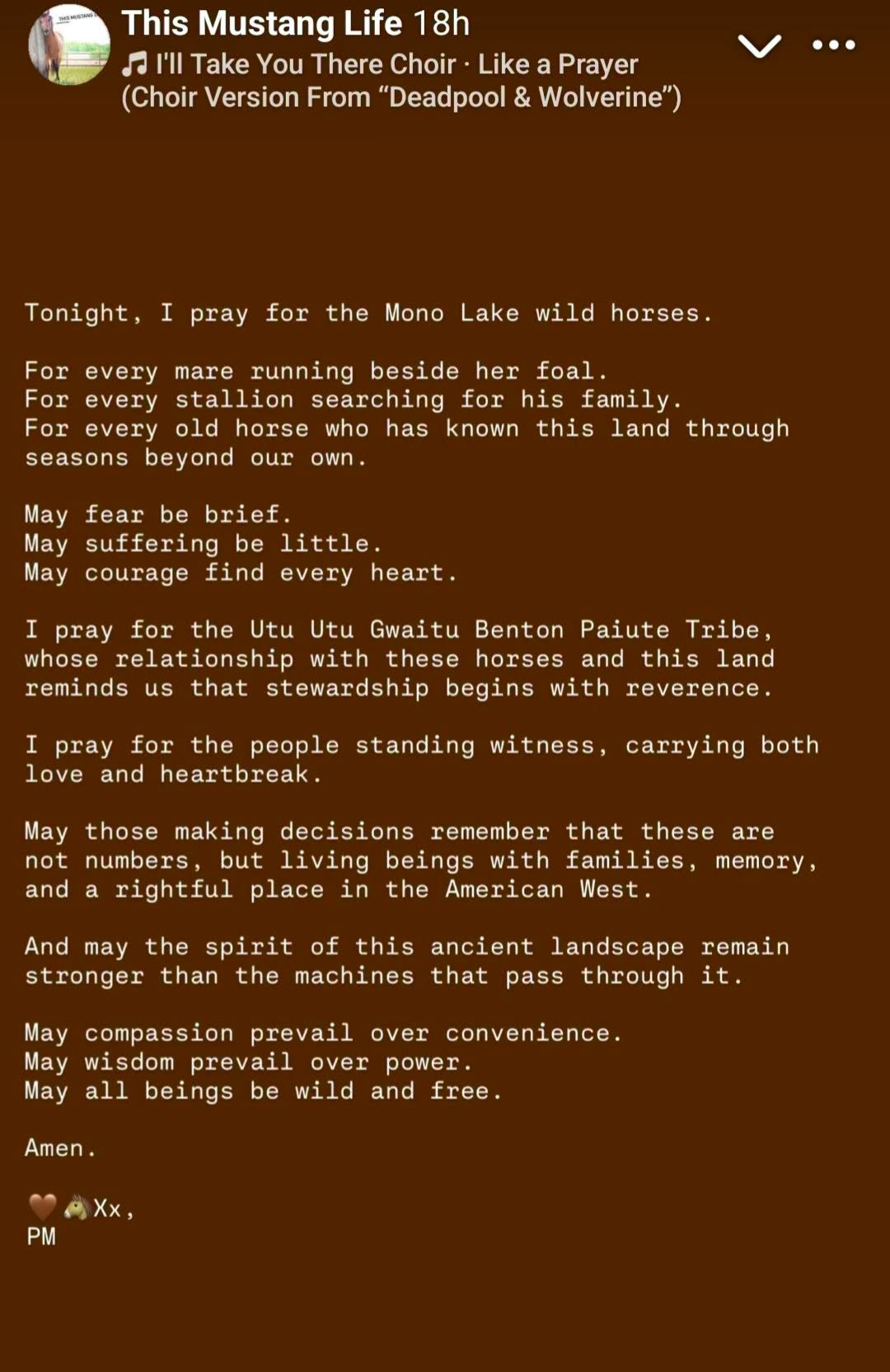 A prayer for wild horse families everywhere