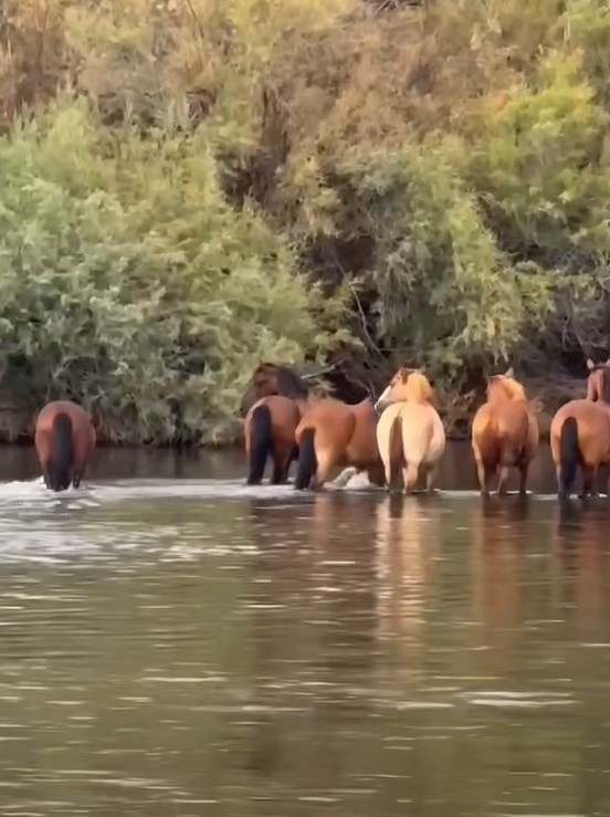 They communicate with each other so much more than we know. We received questions on our last behavior video, about who's really the boss, the lead stallion or the lead mare?