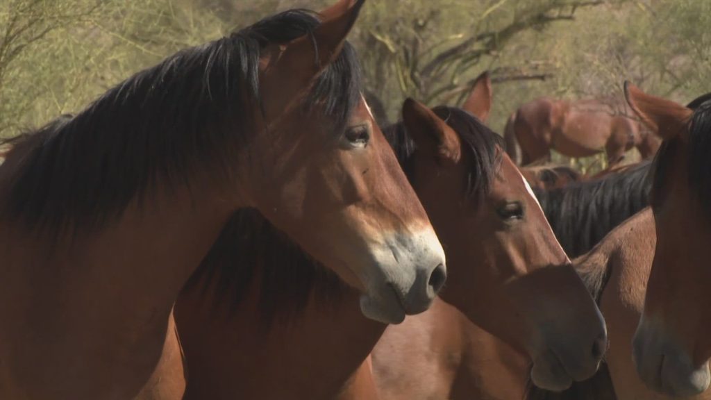 salt river horses