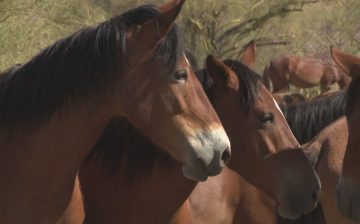 IN THE LATEST NEWS ABOUT SALT RIVER WILD HORSES! 🐴❤️ 12News