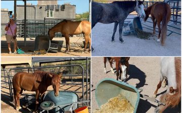 Our rescues don’t just enjoy life—they love helping their caretakers with chores! ❤️🐴